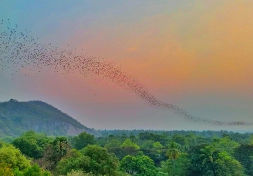 photorator:  million bats fleeing their cave to grab dinner at nearby rainforest Battambang Cambodia