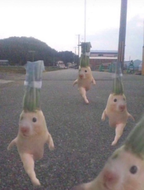 I Dont Giv A Fucky