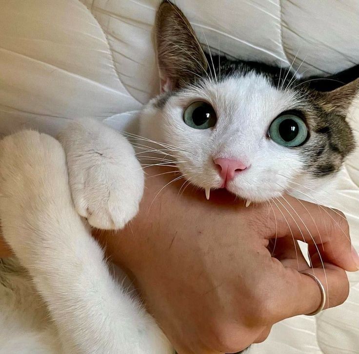 catasters: