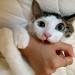 catasters: