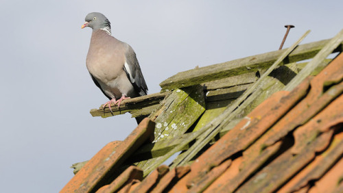 pigeonaday:Pigeon 964