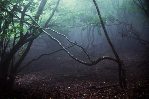 Mt.Oikedake / Mie Prefecture by S F