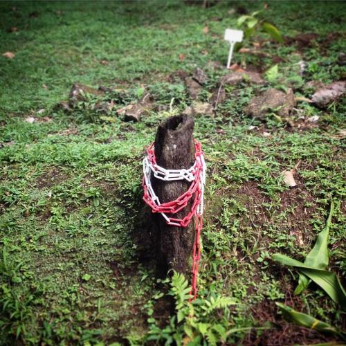 tree stump street style | #martinique #lemornerouge #france #domaindemeraude (at Domaine d'Emeraude)