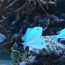 Im Not Sure If You Do Roblox Myths But If You Do Could You An Angeredfish Stimboard With Blue Marine