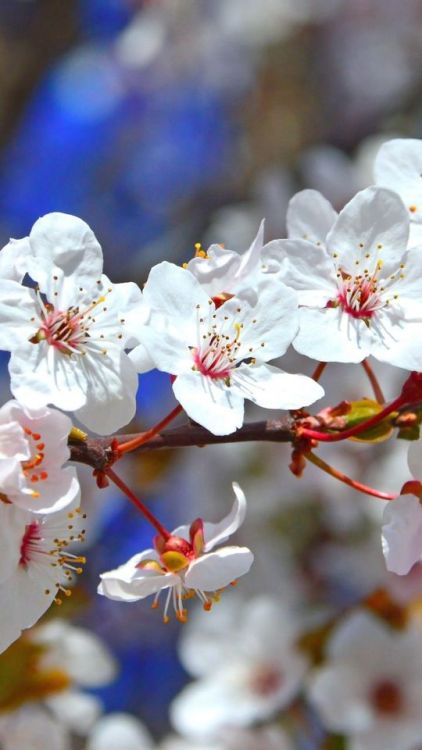 Tree branches, flowers, blossom, spring, 720x1280 wallpaper @wallpapersmug : ift.tt/2FI4itB 