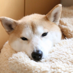 sheeba-inu:  あーさむ。 #shiba #shibawanko