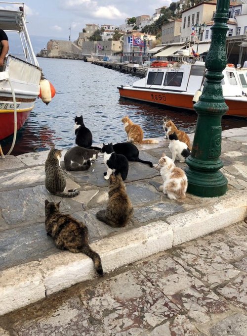 world-of-cats:Hydra Island, Greece. A fishing boat returning to port receives a royal welcome by the