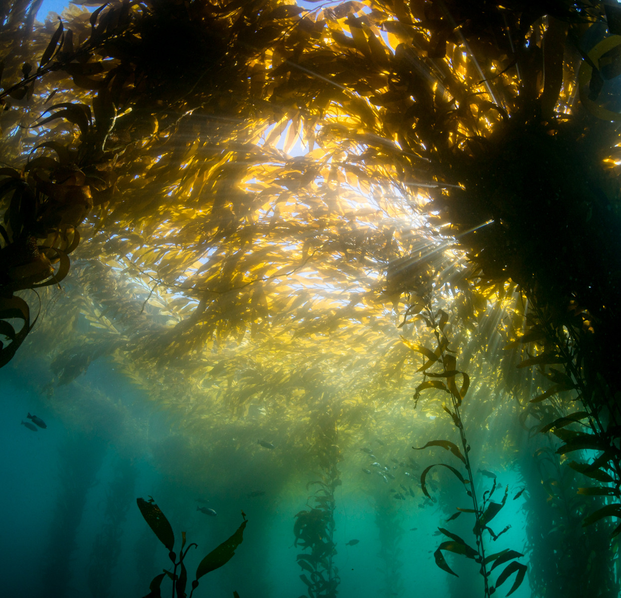 Monterey Bay Aquarium — A moment of relaxocean beneath the stained