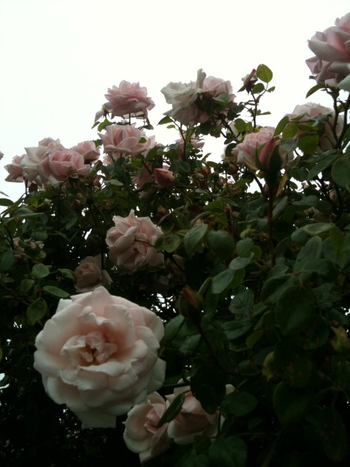 Google search: how 2 transform into a rosebush?????