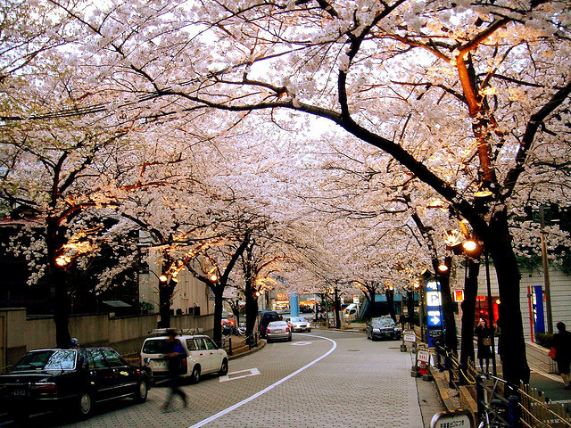 dreams-of-japan:   	sakura zaka by T. S.    	Via Flickr: 	My office is surrounded