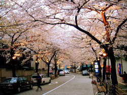 dreams-of-japan:   	sakura zaka by T. S.