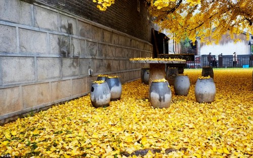 art-tension:Millennia-old Ginkgo tree becomes tourist hit after its leaves form a perfect golden car