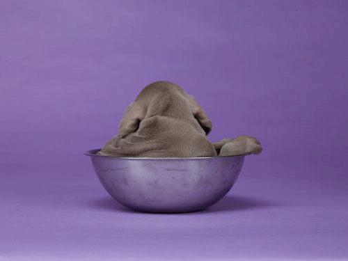 William Wegman