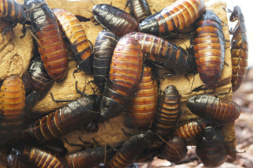 animals-animals-animals:Madagascar Hissing Cockroach (Gromphadorhina portentosa) (by Tjflex2)