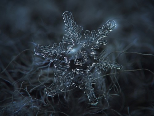 latimes:  pbsdigitalstudios:  It’s that time of year again! Check out these incredible images of snowflakes under a microscope by Alexey Kljatov.  A happy Friday to our follows - each of them a unique snowflake! 