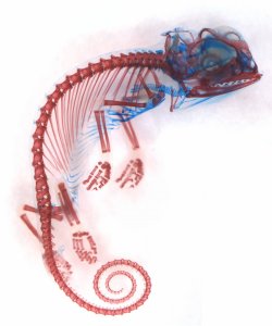 sixpenceee:  This magnified image of a veiled chameleon embryo has been stained to highlight the cartilage (blue) and bone (red). It was a Nikon Small World Photography contest winner in October. (Source)