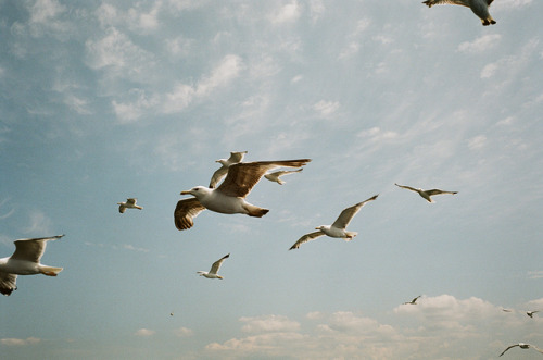 dritter-mann:“Feeding the Birds”Croatia - 2019Leica M6 - Kodak Portra 160