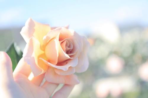 ピンクベージュ❤️ CANON EOS 5D Mark III EF24-70L IS U #Canon#滋賀#花 #写真撮ってる人と繋がりたい#写真好きな人と繋がりたい #女子カメラ #カメラ女子 