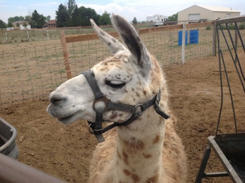 Weld County&rsquo;s open space gives the room for horses and their carriages! Weld County loves 