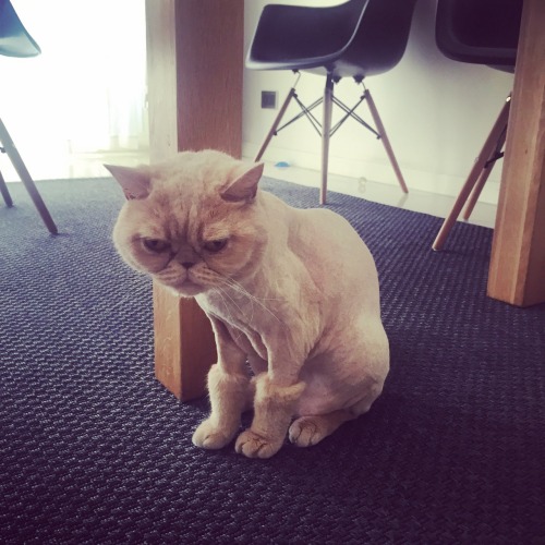 nannaarnadottir: My cat Jabba is sad about his new haircut. It was done in his best interest to beat