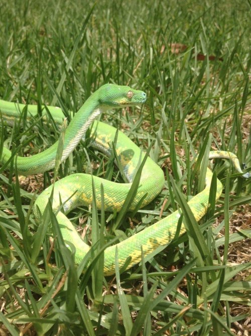 morelia-viridis:sarah-scales:Now just try and tell me that Nake isn’t the most handsome fellow you’v