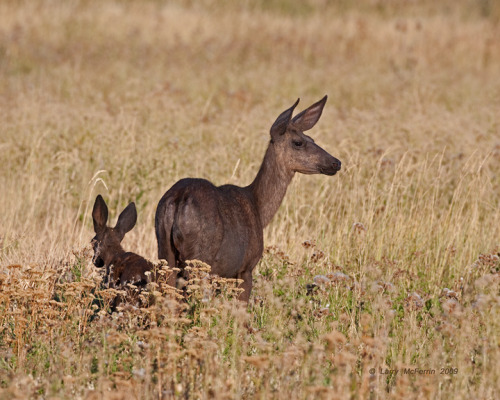 zooophagous: thingswithantlers: Different color morphs of deer 1) A pair of very dark colored sitka 