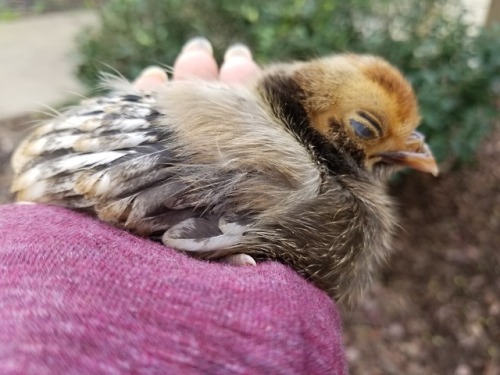 chickenkeeping:a perfect handful of babie