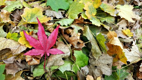 ecobota: Acer palmatum (Japanese Maple) laying on a bed of Acer platanoides (Norway Maple) leaves.&n