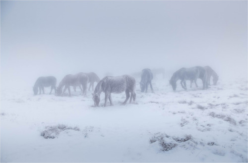 beautifulklicks - Snow HorsesMikhail Gaponov Russia (...