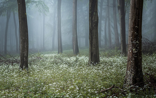 ponderation:Wild Garlic, Spring In The Mist by Leigh Dorey