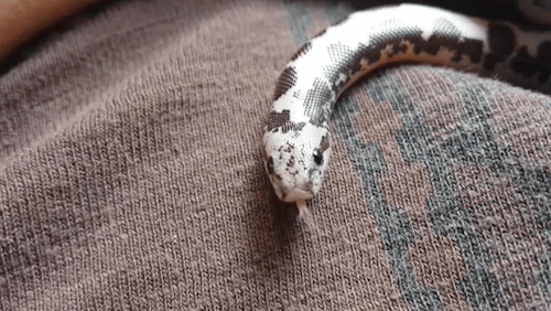 rrenlolz:Snoot being adorable.