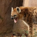 hyenagirlestrogen avatar
