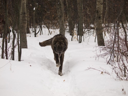 butchdragon:scrunchmunch:Wyatt just doing his thing!PUPPY!!!
