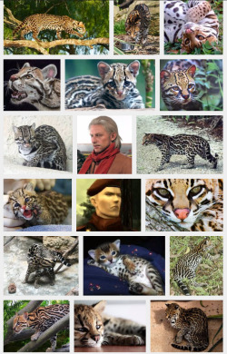 his-shining-tears:  Ocelot among ocelot