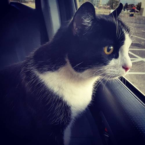 My handsome boy goes for rides #CatsOfInstagram #Pets #PetOfTheDay #PetsOfInstagram #AnimalsOfInstag