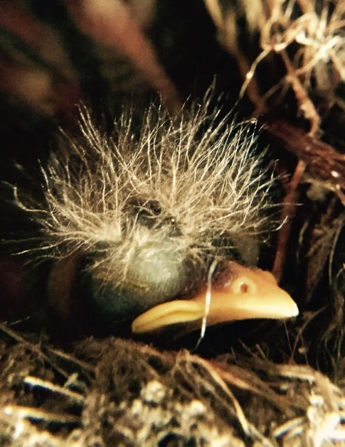 Pacific-slope Flycatcher, Empidonax difficilis, in a nest of dusty webs and hair.-Spores&amp;More