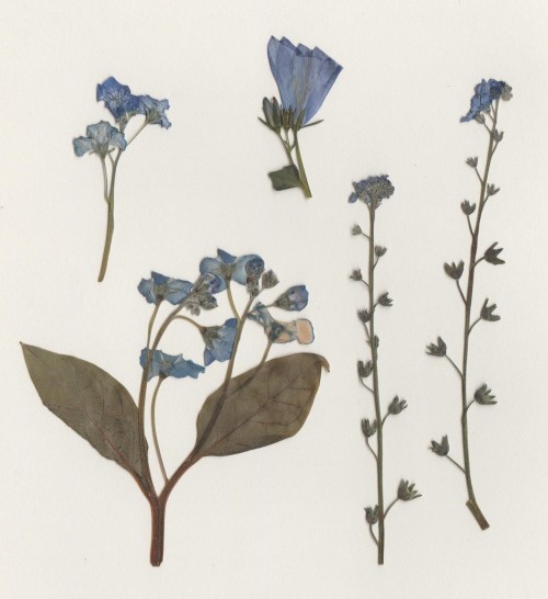 warmkid:pressed flowers blue edition