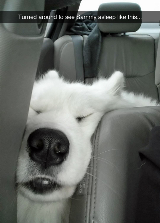 tastefullyoffensive:  (photo by happytummyninja)