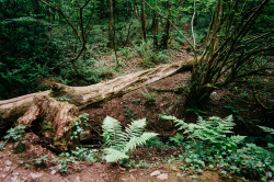 thomas-hanks:  Fallen Tree  © Thomas Hanks  