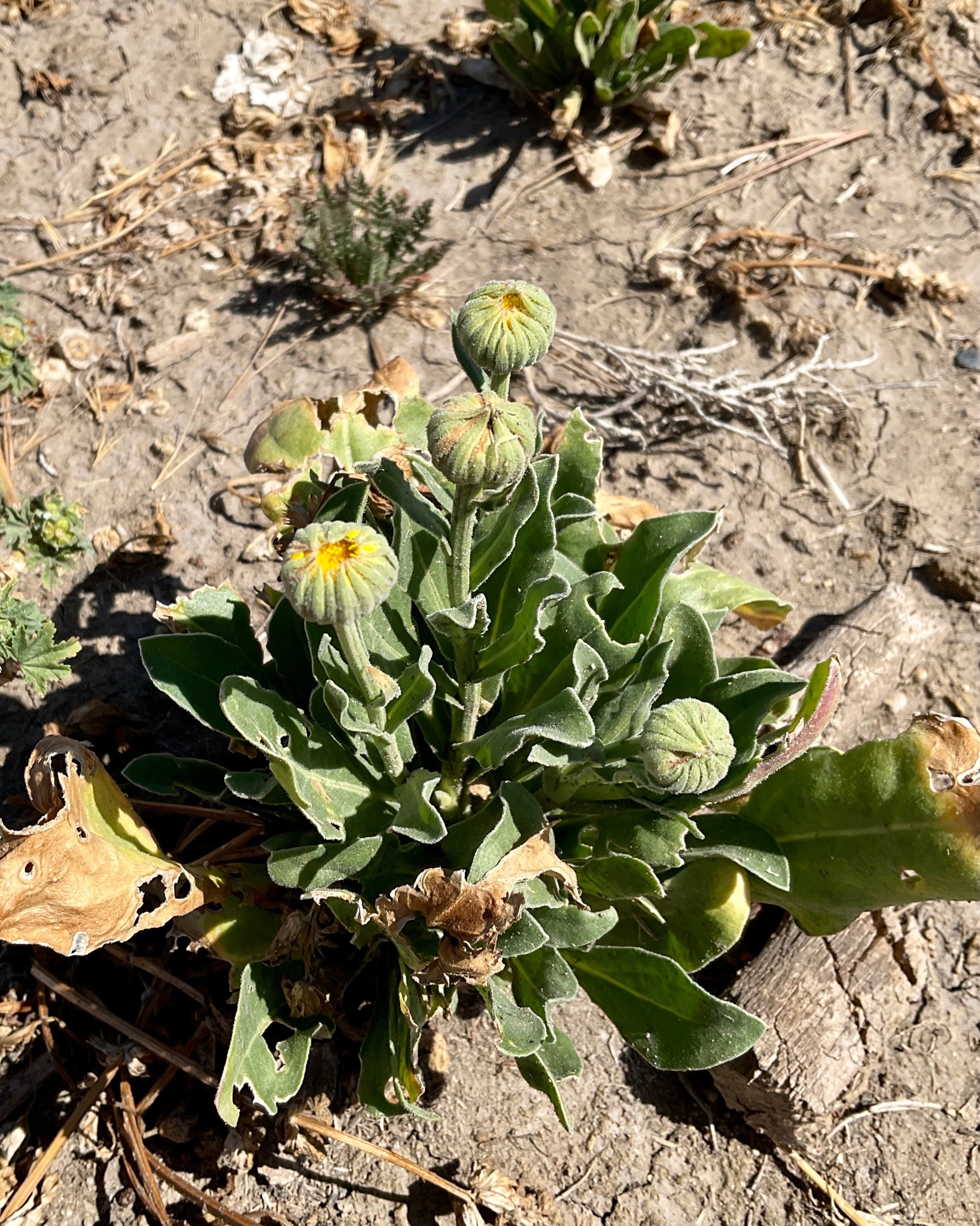 A short clump of slightly ragged leaves, out of which emerge several stems with round flower buds, yellow centers just starting to be visible.