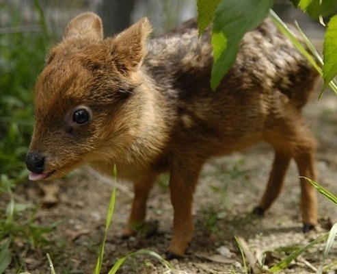 Look at that shit. Pudu Deer. LOOK AT HIM.