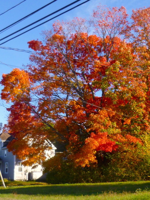 The leaves are REALLY GOOD this year! (I had to edit these photos a bit for accuracy because my came