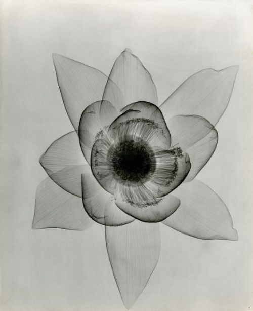 Dr. Dain L. Tasker | Lotus, 1930′s.