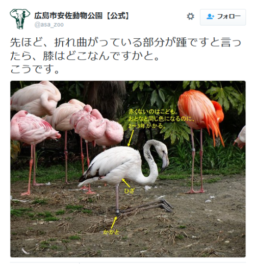 highlandvalley:  広島市安佐動物公園【公式】さんはTwitterを使っています: “お客様から「あの～、これ大丈夫ですか？？」と聞かれました。多くの方がひざと思っている部分は、実はかかとです。だから、この向きに折り曲げているのはいたって正常なんですよ。