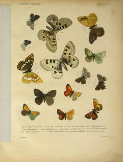 heaveninawildflower:  Cheshuekrylyi͡a (Lepidoptera) (1874).  Cornell University Libraryhttp://archive.org/stream/CUbiodiversity1290587#page/n3/mode/2up