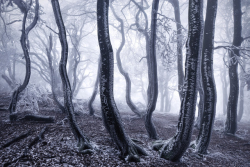 nevver: Into the woods, Kilian Schönberger 