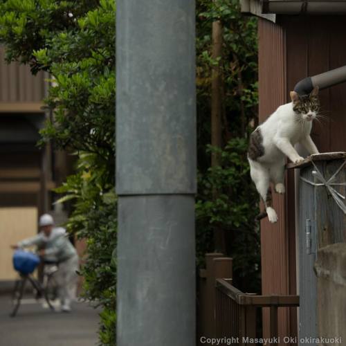 okirakuoki: 同じポーズしてる。 #cat #ねこ #シンクロ