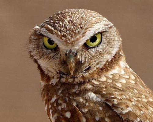 Burrowing owlPhoto by Gary Schwartzwald in El Centro, California