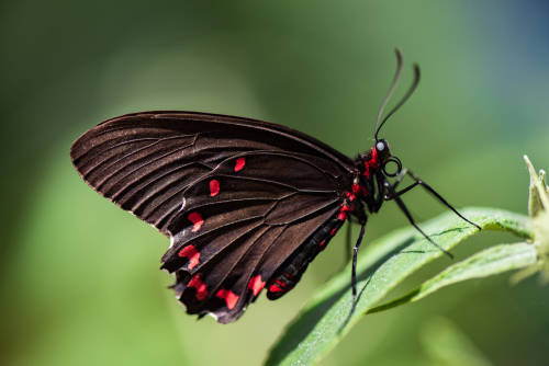 from500px:Pink-Spotted Cattleheart by Andrew Bosak Camera: Nikon D810