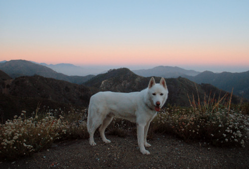 johnandwolf:  Angeles Nat’l Forest, CA 